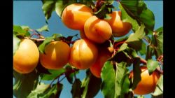 hacihalil kayisi fidani