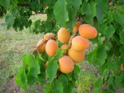 kabaasi kayisi fidani