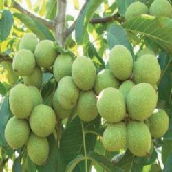 chandler-salkim-ceviz-