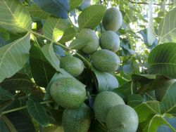 franquette-ceviz-fidani