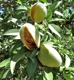 Nonpariel Badem Fidan