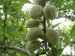 nonpariel badem fidani