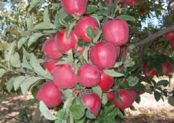 malatya red chief elma