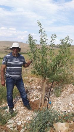 ikizce ky - haova ferragnes badem fidani 2