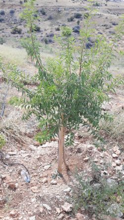 ikizce ky - haova ferragnes badem fidani