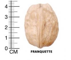 franquette