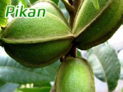 pikan