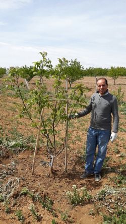 chandler ceviz fidani elazig hankendi