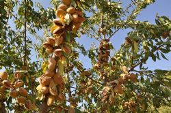 FERRAGNES BADEM FDANI