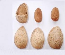 FERRAGNES BADEM FIDANI