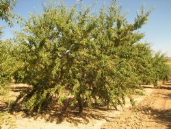 ferragnes  6 yas adiyaman