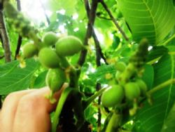 Ronde Montignac(Rondemontial)